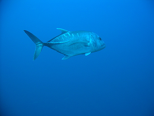 イメージ／タオ島の生物ガイド／大物／ロウニンアジ