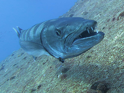 イメージ／タオ島の生物ガイド／大物／オニカマス