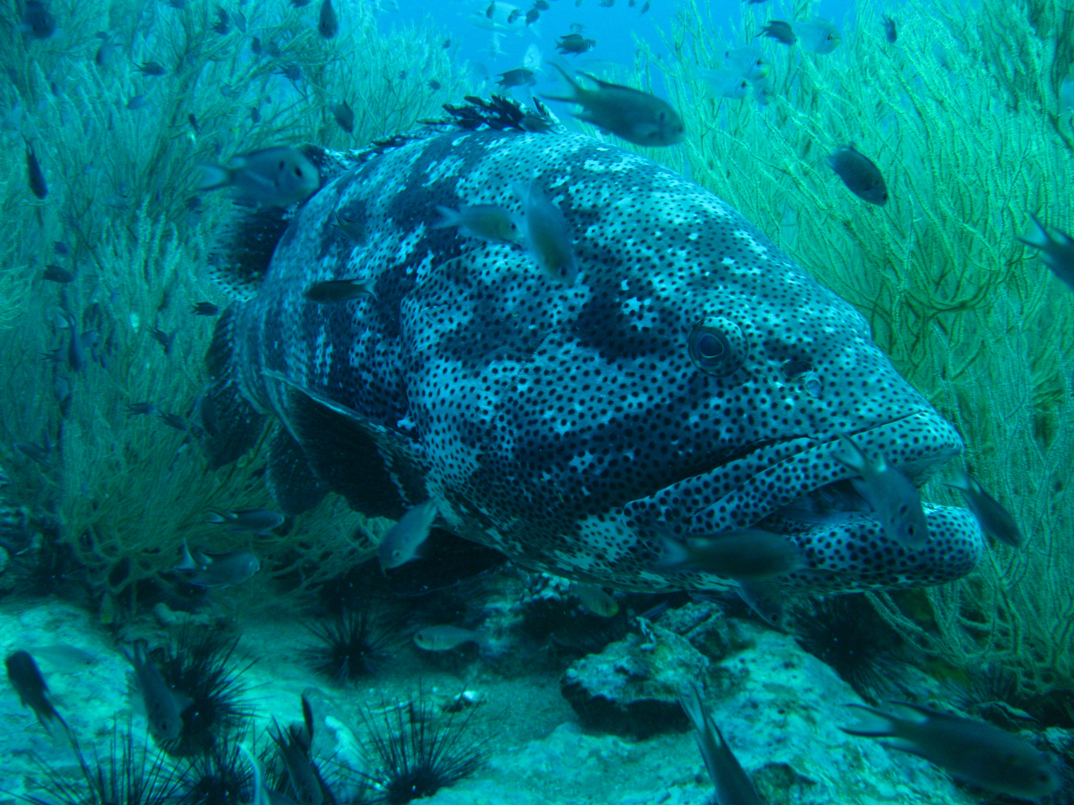 イメージ／タオ島の生物ガイド／大物／ヤイトハタ