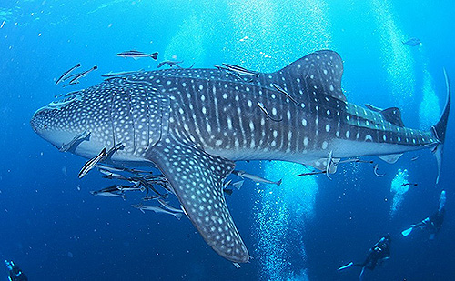 イメージ／タオ島の生物ガイド／大物