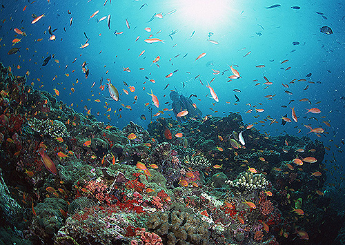 イメージ／タオ島の生物ガイド／その他の生物