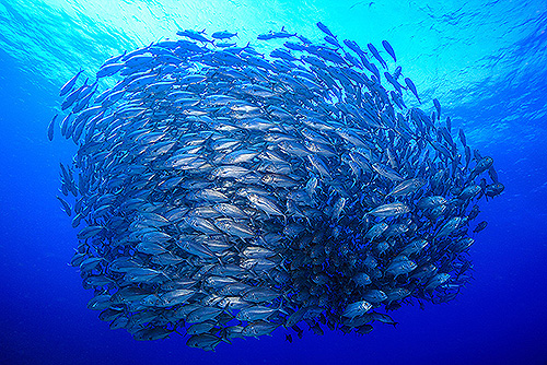 イメージ／タオ島の生物ガイド／群れモノ