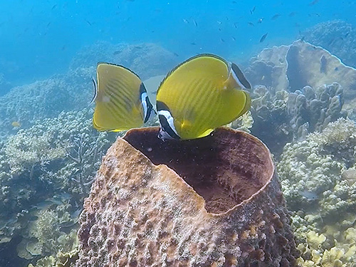 イメージ／タオ島の生物ガイド／マクロ生物／ツキチョウチョウウオ 