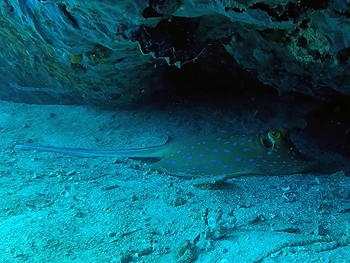 イメージ／タオ島の生物ガイド／マクロ生物／ブルースポッテドスティングレイ 