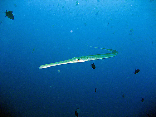 イメージ／タオ島の生物ガイド／マクロ生物／アオヤガラ 