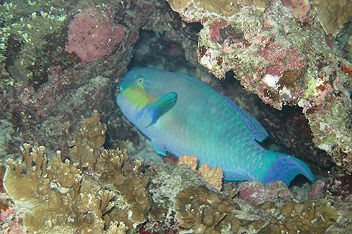 イメージ／タオ島の生物ガイド／マクロ生物／ブダイ 