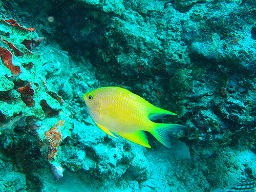 イメージ／タオ島の生物ガイド／マクロ生物／ヤマブキスズメダイ 