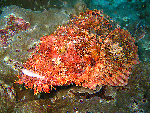 イメージ／タオ島の生物ガイド／マクロ生物／ウルマカサゴ 