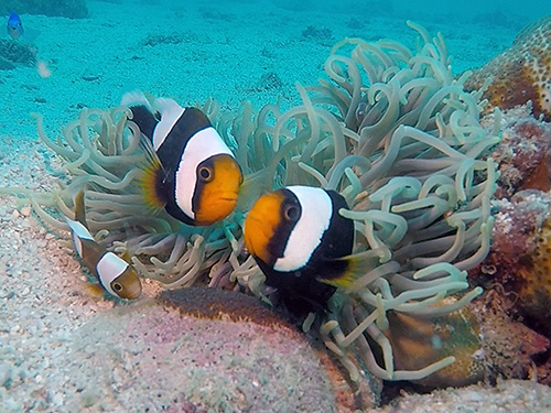 イメージ／タオ島の生物ガイド／マクロ生物／トウアカクマノミ 