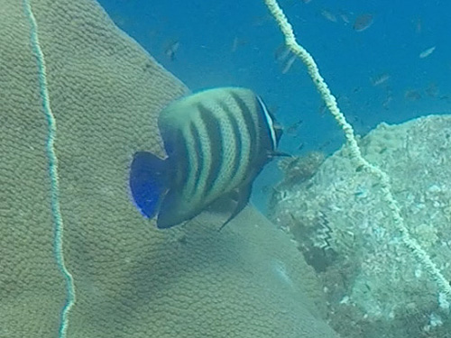 イメージ／タオ島の生物ガイド／マクロ生物／ロクセンヤッコ 