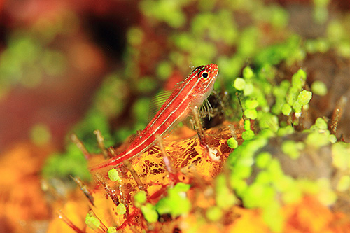 イメージ／タオ島の生物ガイド／マクロ生物／タテジマヘビギンポ 
