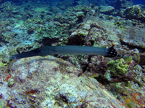 イメージ／タオ島の生物ガイド／マクロ生物／ヘラヤガラ 