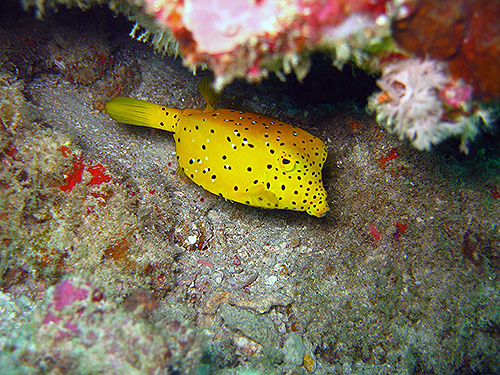 イメージ／タオ島の生物ガイド／マクロ生物／ミナミハコフグ 
