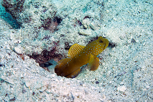 イメージ／タオ島の生物ガイド／マクロ生物／ギンガハゼ 