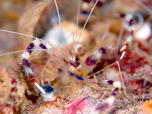 イメージ／タオ島の生物ガイド／その他の生物／オトヒメエビ 