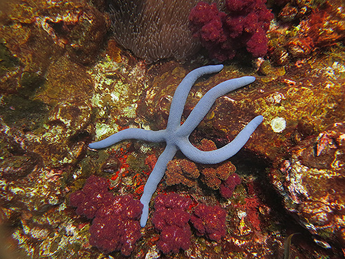 イメージ／タオ島の生物ガイド／その他の生物／アオヒトデ 