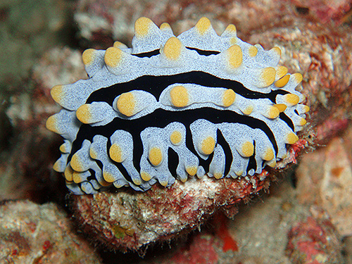 イメージ／タオ島の生物ガイド／その他の生物／タテヒダイボウミウシ 