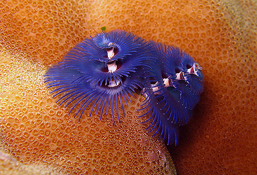 イメージ／タオ島の生物ガイド／その他の生物／イバラカンザシ 