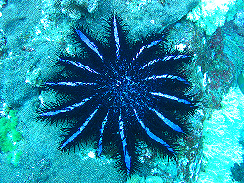 イメージ／タオ島の生物ガイド／その他の生物／オニヒトデ 