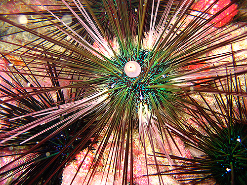 イメージ／タオ島の生物ガイド／その他の生物／ガンガゼ 