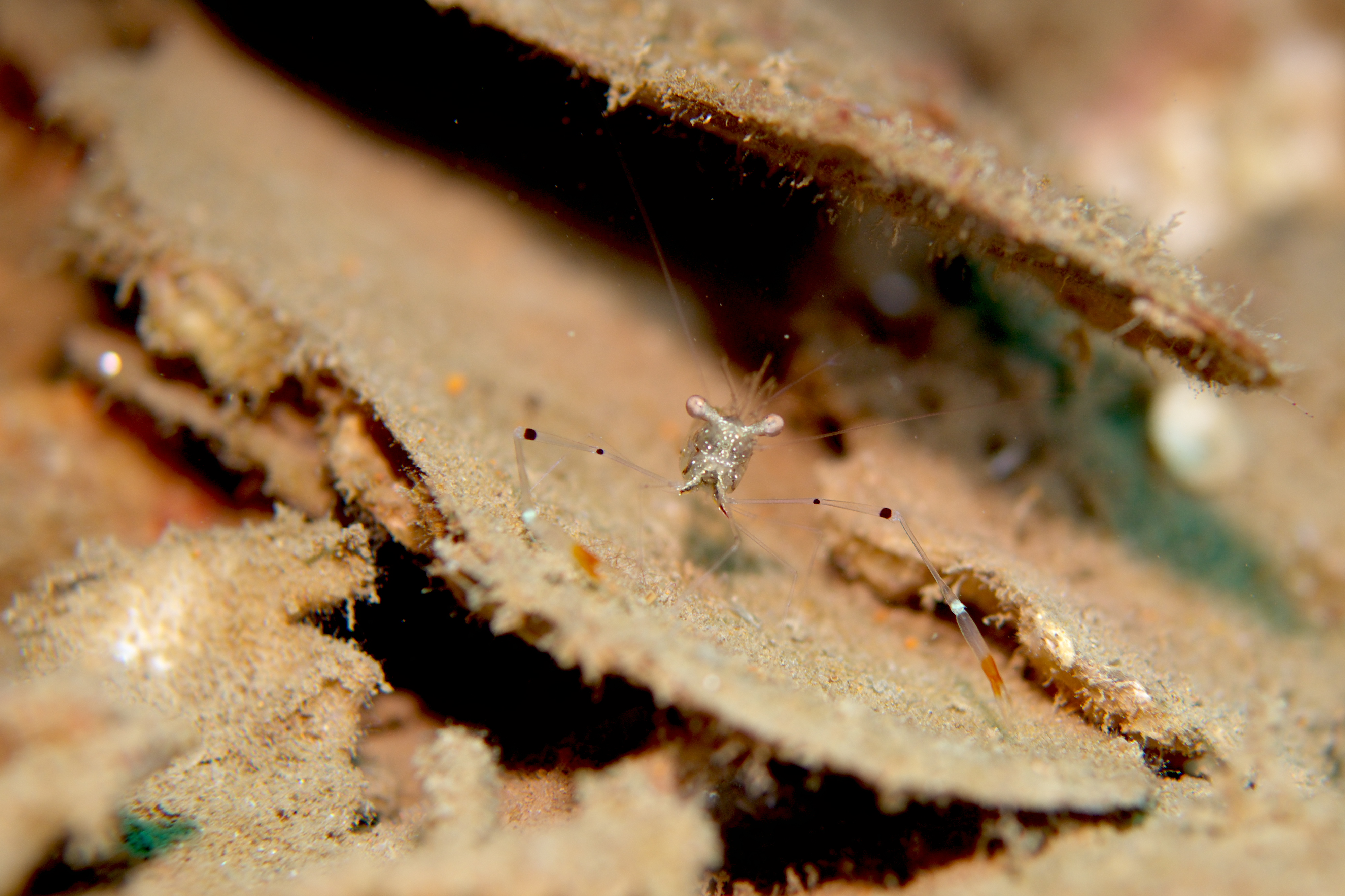 イメージ／タオ島の生物ガイド／その他の生物／オシャレカクレエビ 