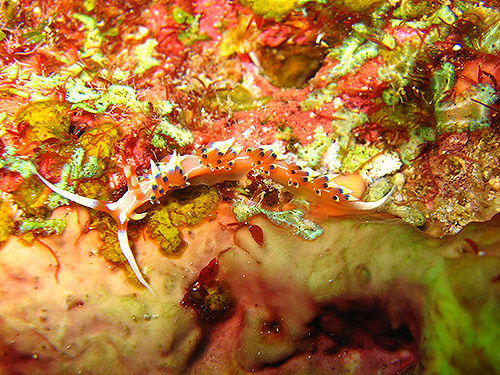 イメージ／タオ島の生物ガイド／その他の生物／ヒブサミノウミウシ 