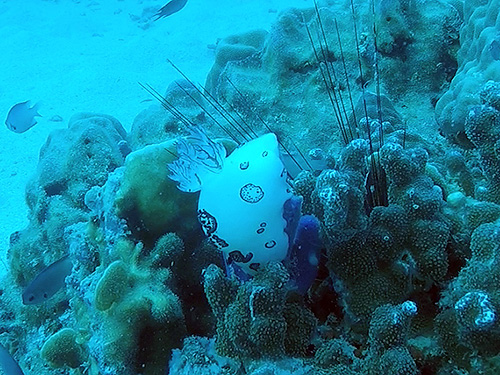 イメージ／タオ島の生物ガイド／その他の生物／ブチウミウシ 