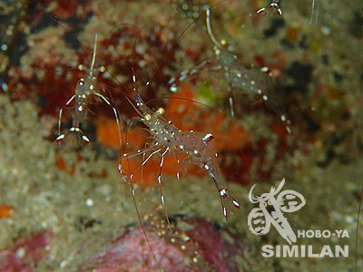 イメージ／タオ島の生物ガイド／その他の生物／ソリハシコモンエビ 