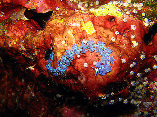 イメージ／タオ島の生物ガイド／その他の生物／ムカデミノウミウシ 