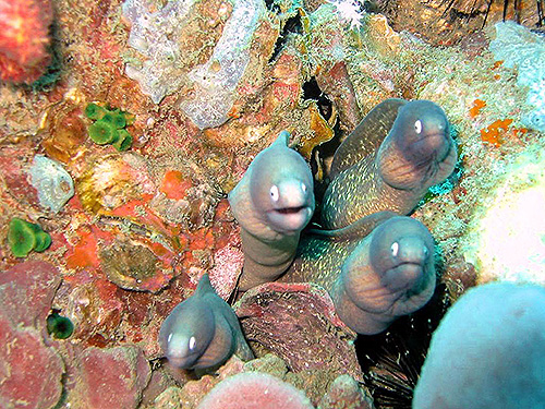 イメージ／タオ島の生物ガイド／その他の生物／サビウツボ 