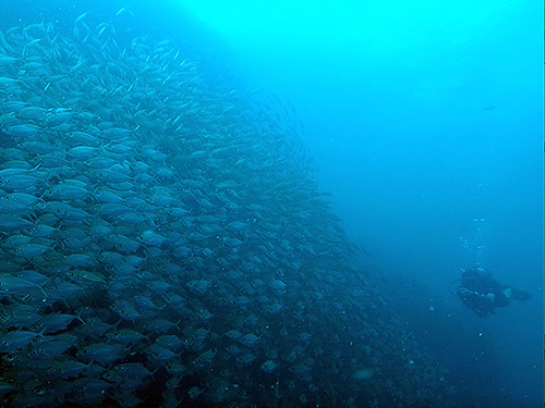 イメージ／タオ島の生物ガイド／群れモノ／テルメアジ 