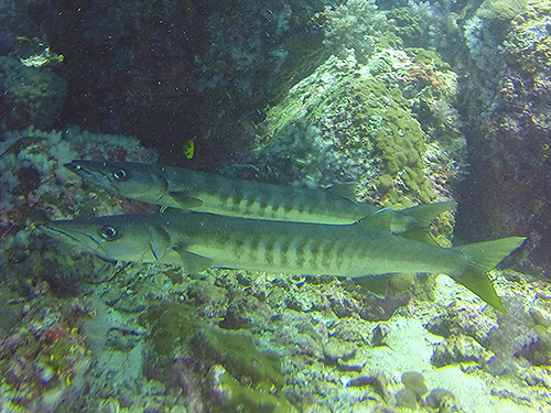 イメージ／タオ島の生物ガイド／群れモノ／ピックハンドルバラクーダ 