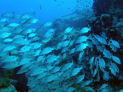 イメージ／タオ島の生物ガイド／群れモノ／クロホシフエダイ 