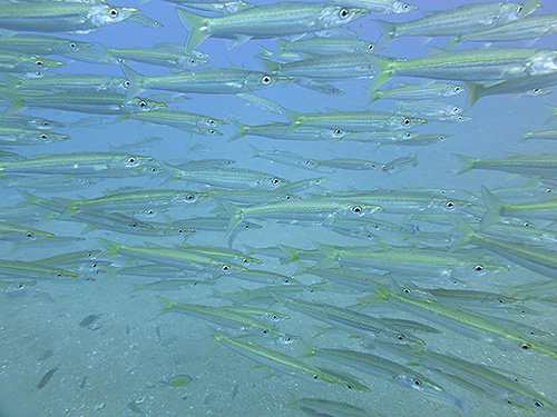 イメージ／タオ島の生物ガイド／群れモノ／タイワンカマス 