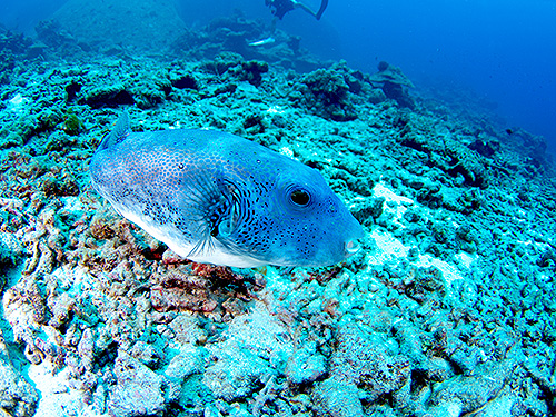 イメージ/アオルック/ ヒン・ガン