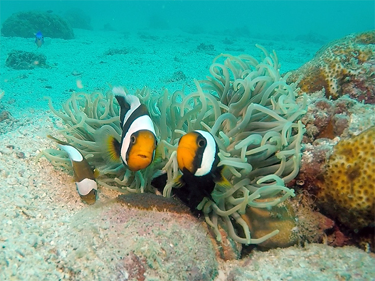 イメージ/グリーンロック