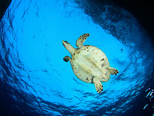 イメージ/ヒンウォンピナクル