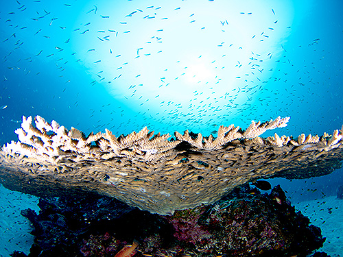 イメージ/マンゴベイ