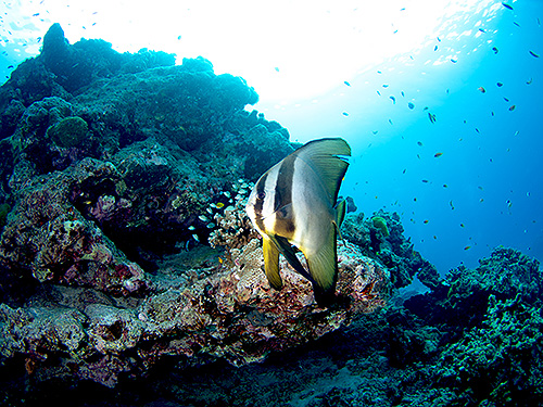 イメージ/ナンユアンピナクル