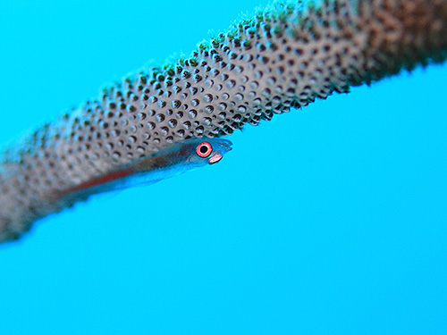 イメージ/レムティアン