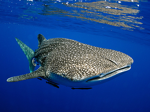 イメージ/セイルロック