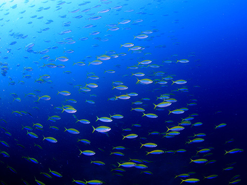 イメージ/サタクット / ヒン・ピィーウィー