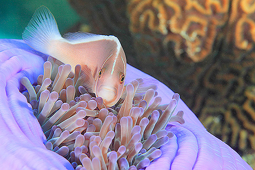 イメージ/ツインズ