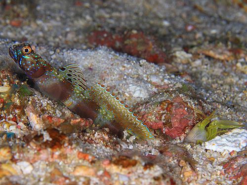 イメージ/ホワイトロック