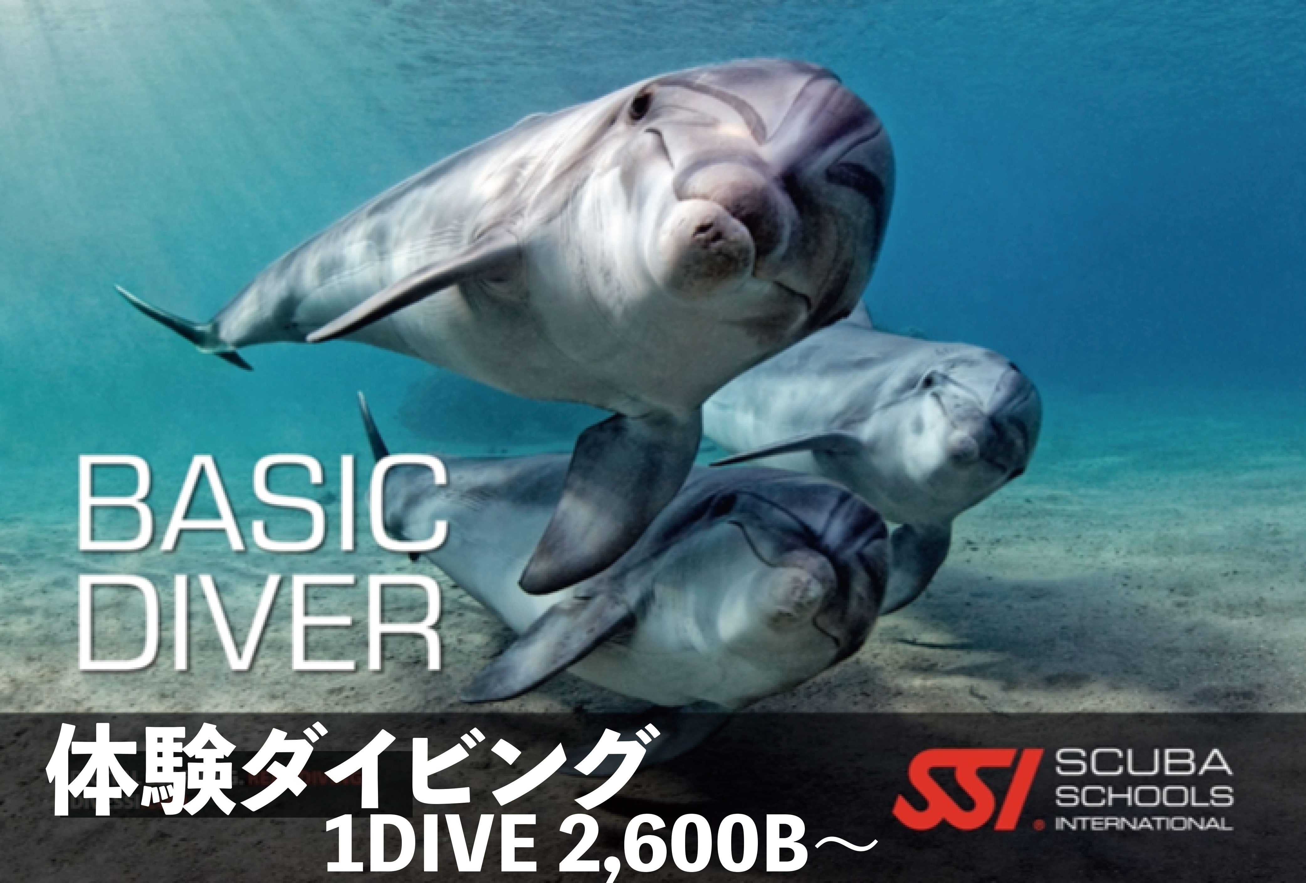 イメージ／体験ダイビング